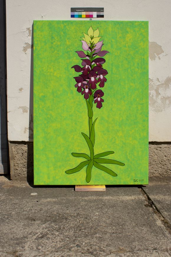 Originalgemälde - Österreich -Anacamptis coriophora - Wanzen-Knabenkraut (100 x 70 cm)