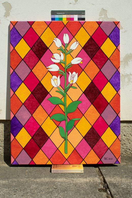 Schutzbild - Naturschutz "Weißes Waldvöglein - Cephalanthera damasonium (85 x 65 cm)