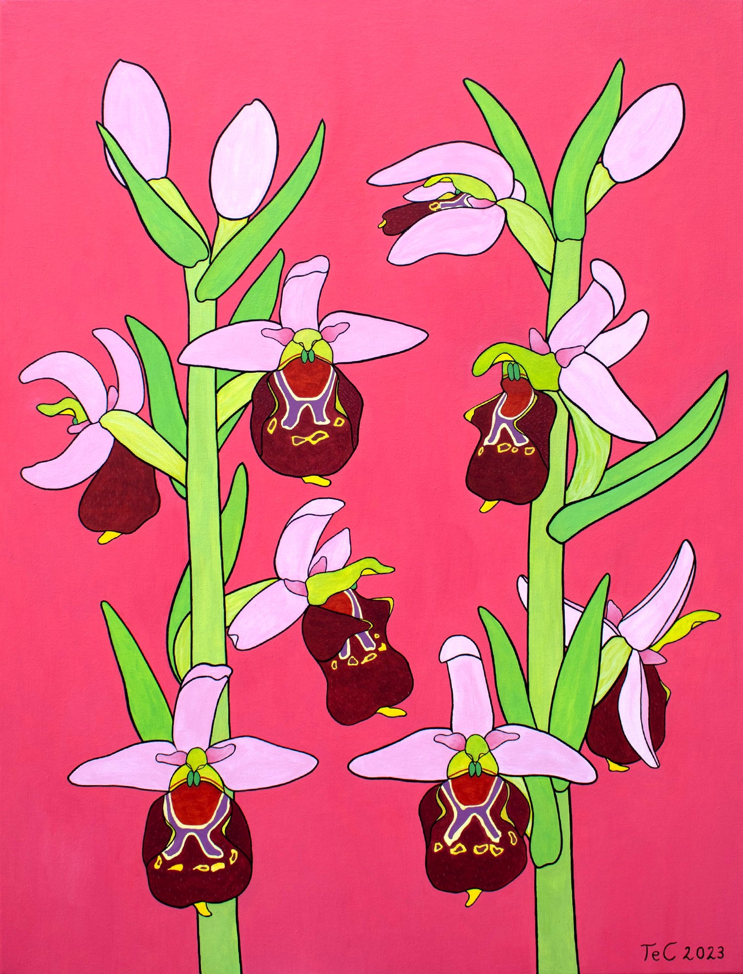 Ophrys holoserica - Hummel-Ragwurz - 85 x 65 cm