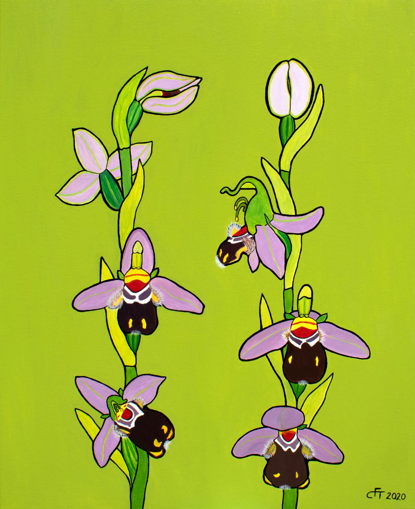 Ophrys apifera - Bienen-Ragwurz - 80 x 65 cm