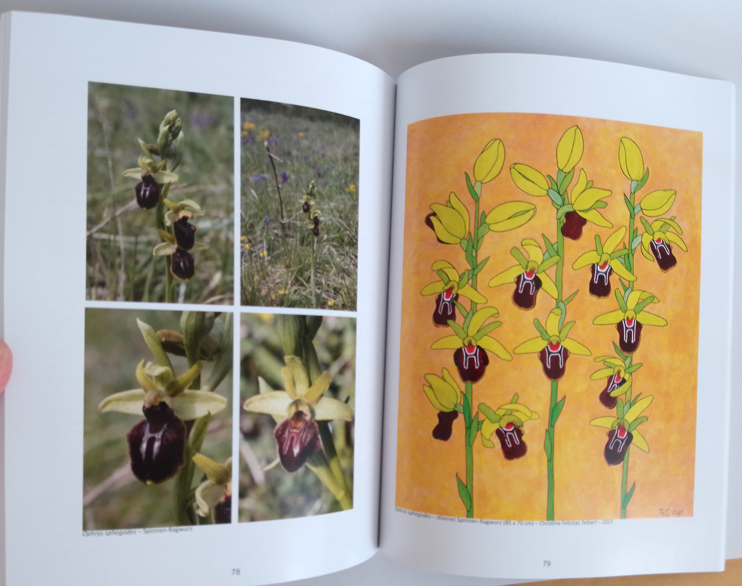 Ausstellungskatalog "Die Orchideen des Nationalparks Donau-Auen" Ein Naturschutz-Kunstprojekt von Christina Felicitas Teibert