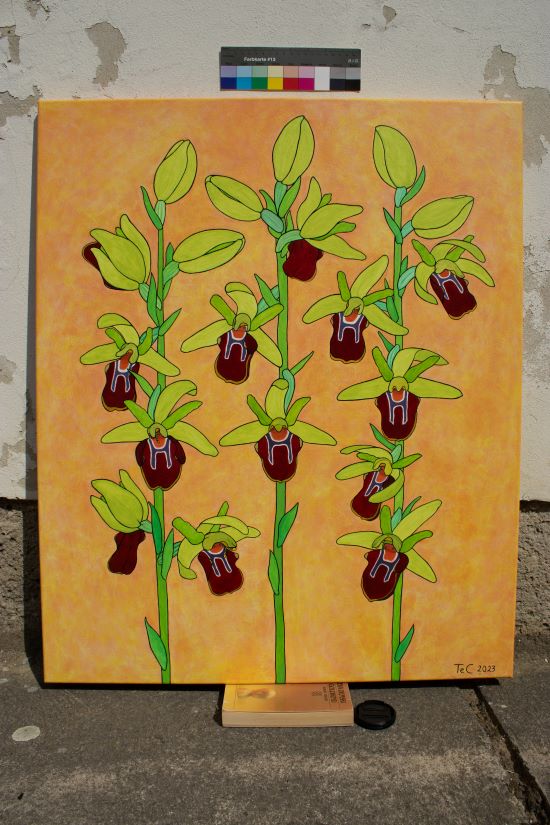 Orchideenkunst - Ophrys sphegodes - Spinnen-Ragwurz (85 x 70 cm)