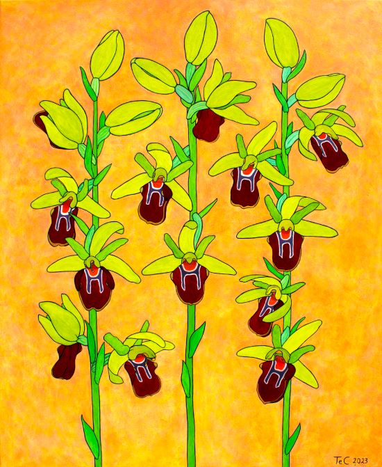 Orchideenkunst - Ophrys sphegodes - Spinnen-Ragwurz (85 x 70 cm)