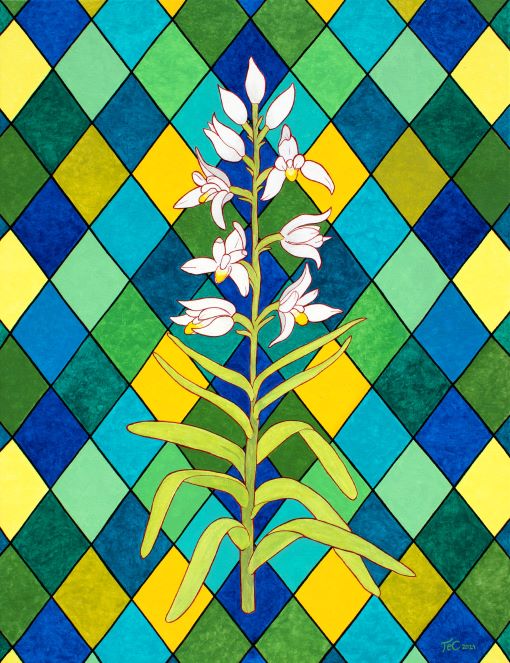 Cephalanthera longifolia - Langblättriges Waldvöglein (85 x 65 cm) - Christina Felicitas Teibert - 2021
