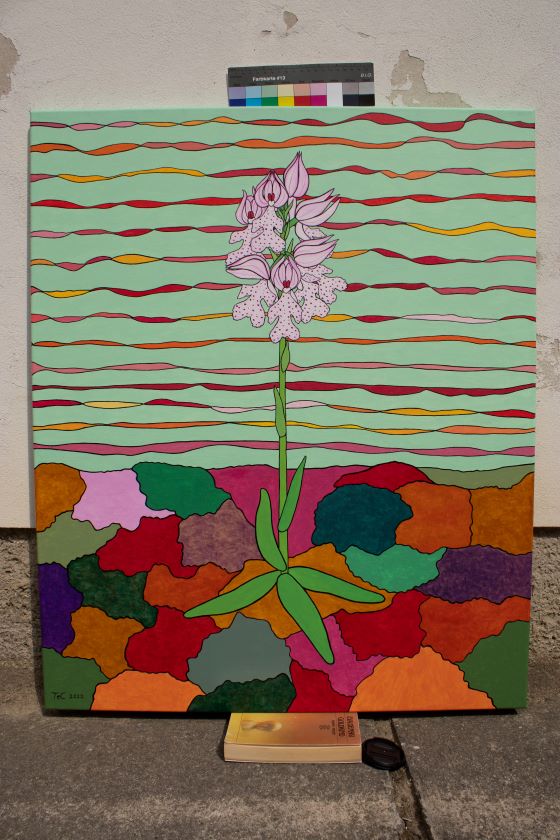 Schutzbild - Neotinea tridentata - Dreizähniges Knabenkraut (85 x 70 cm)