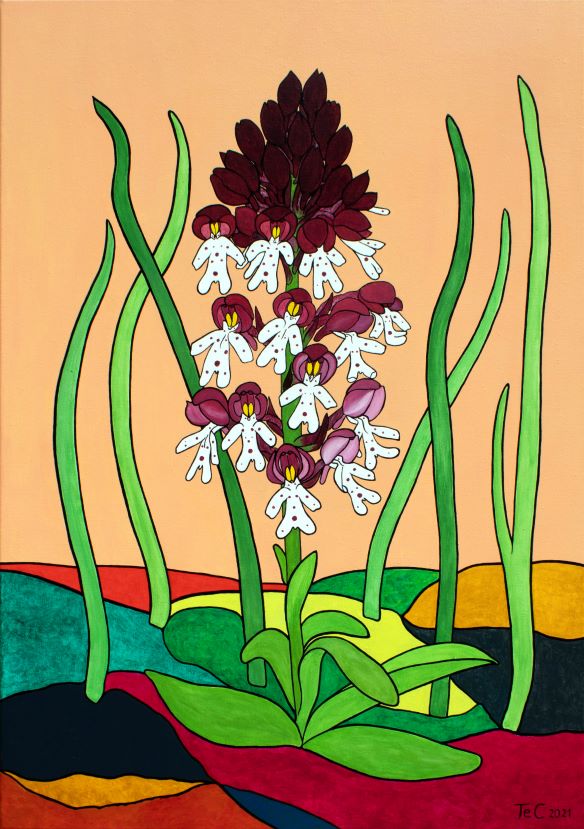 Schutzbild - Orchidee - Neotinea ustulata - Brand Knabenkraut (100 x 70 cm)