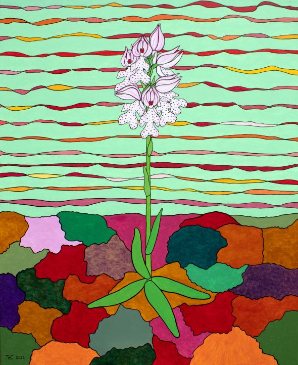 Schutzbild - Neotinea tridentata - Dreizähniges Knabenkraut (85 x 70 cm)