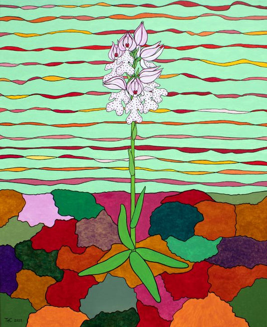 Schutzbild - Neotinea tridentata - Dreizähniges Knabenkraut (85 x 70 cm)