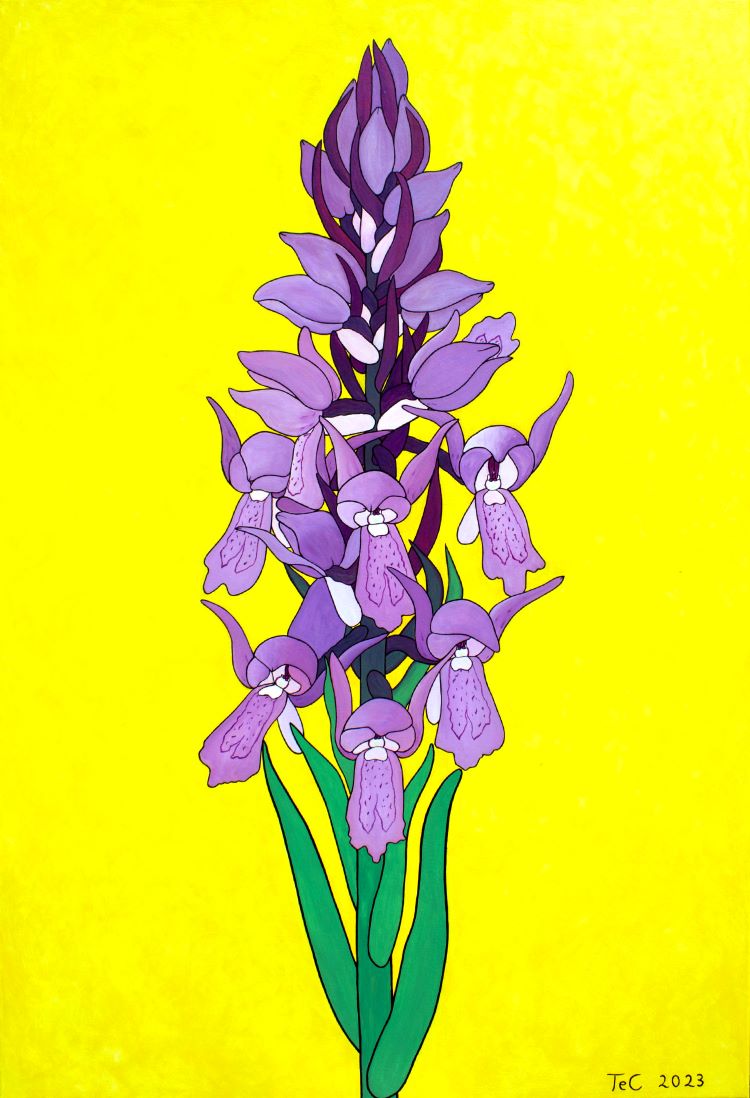 Schutzbild - Fleischfarbenes Knabenkraut - Dactylorhiza incarnata (75 x 110 cm)