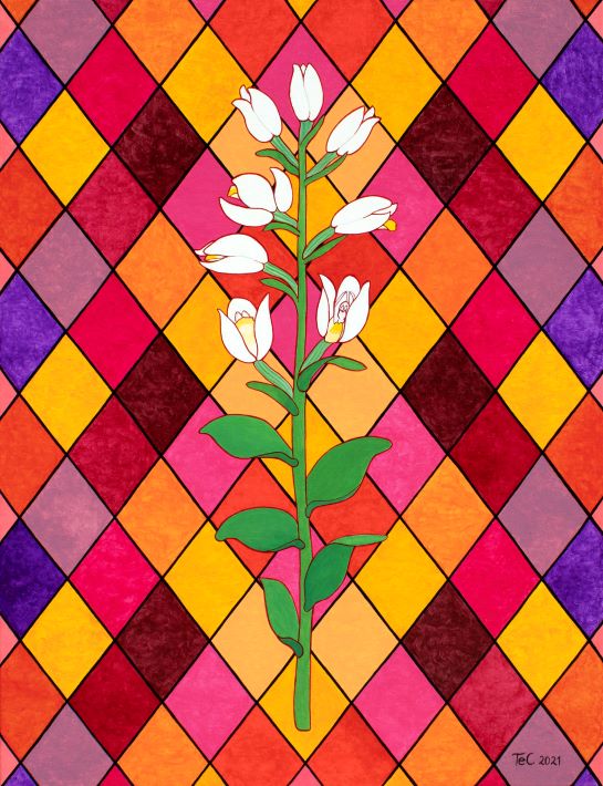 Schutzbild - Naturschutz "Weißes Waldvöglein - Cephalanthera damasonium (85 x 65 cm)