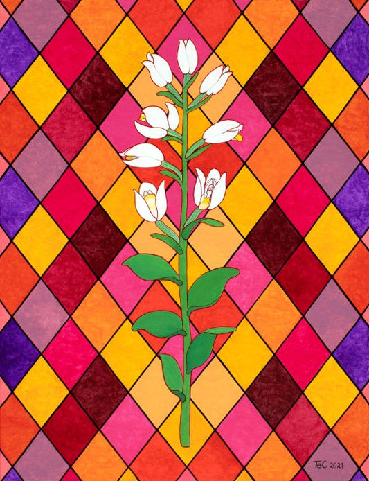 Schutzbild - Naturschutz "Weißes Waldvöglein - Cephalanthera damasonium (85 x 65 cm)