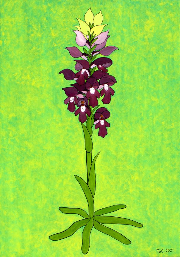 Originalgemälde - Österreich -Anacamptis coriophora - Wanzen-Knabenkraut (100 x 70 cm)
