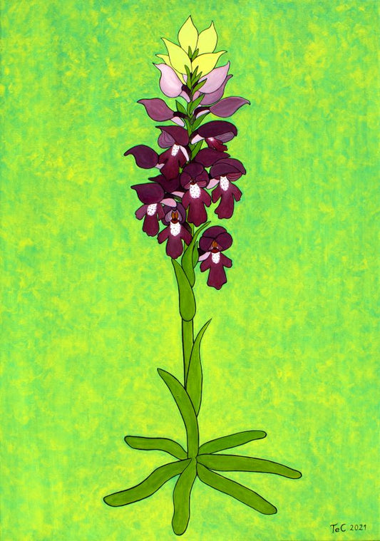 Originalgemälde - Österreich -Anacamptis coriophora - Wanzen-Knabenkraut (100 x 70 cm)