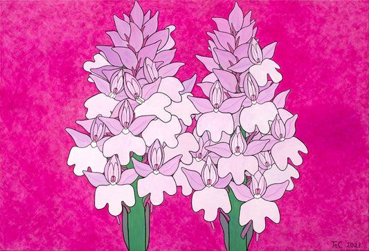 Anacamptis pyramidalis - Pyramiden-Hundswurz (75 x 110 cm) - Christina Felicitas Teibert - 2023