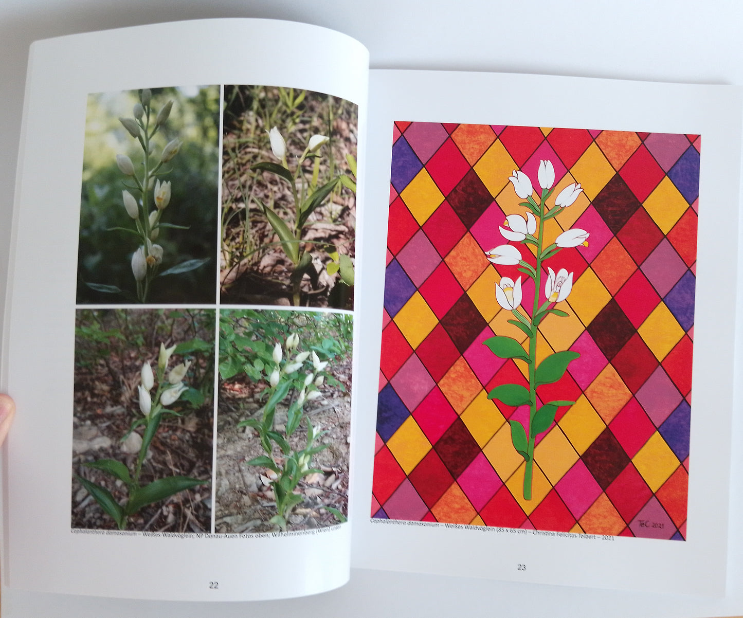 Ausstellungskatalog "Die Orchideen des Nationalparks Donau-Auen" Ein Naturschutz-Kunstprojekt von Christina Felicitas Teibert