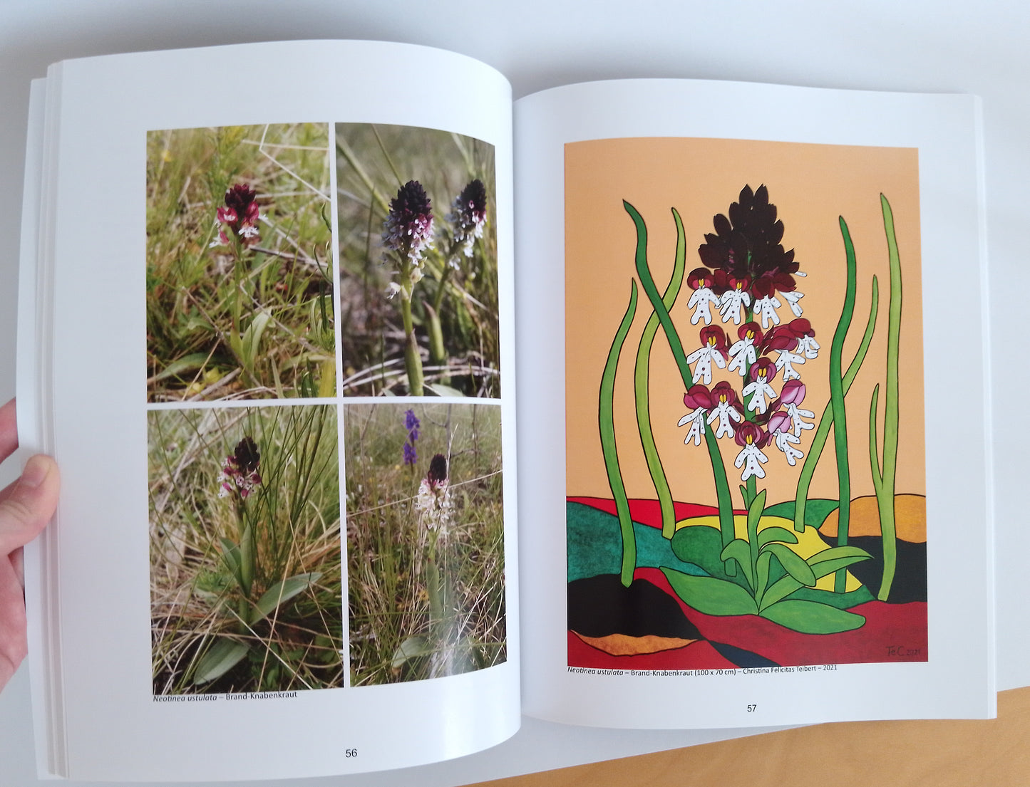 Ausstellungskatalog "Die Orchideen des Nationalparks Donau-Auen" Ein Naturschutz-Kunstprojekt von Christina Felicitas Teibert - beschädigtes Mängelexemplar aus Druckerei