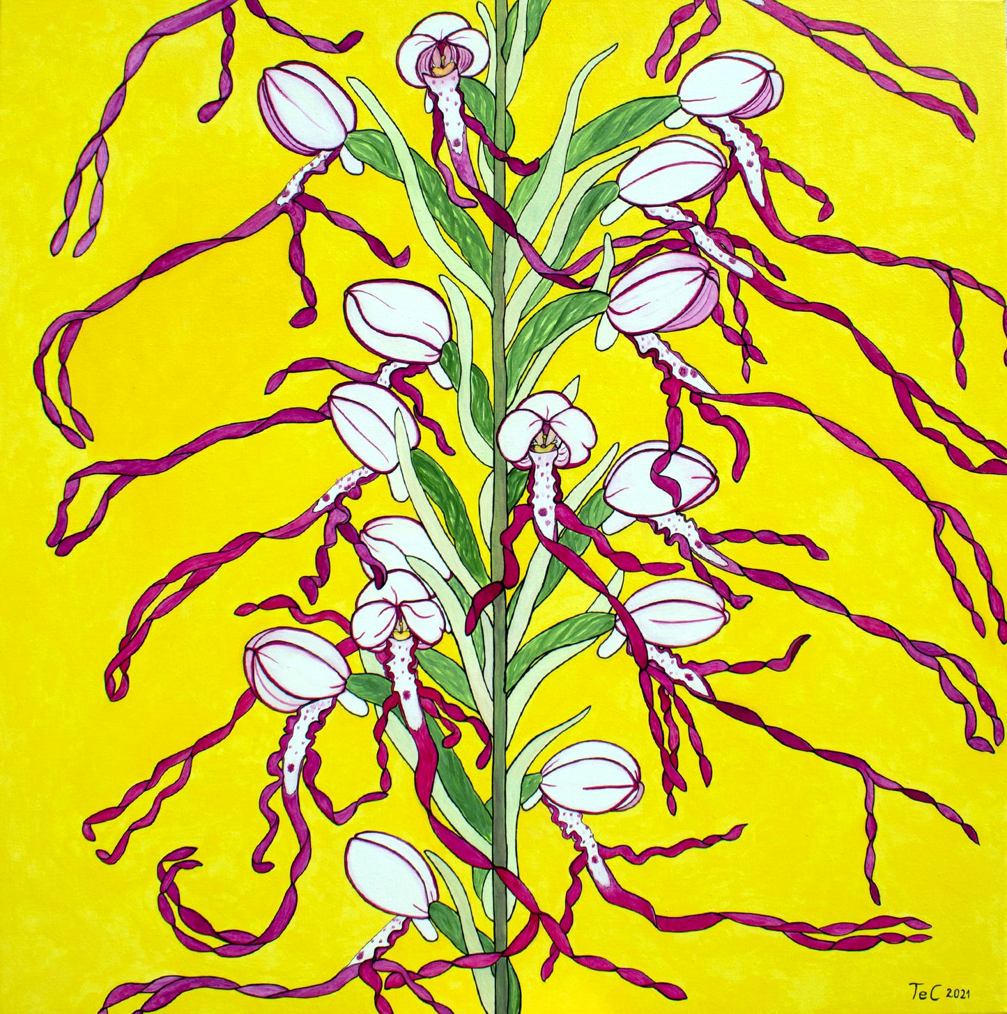 Himantoglossum adriaticum - Adriatische Riemenzunge (85 x 85 cm) - Christina Felicitas Teibert - 2021