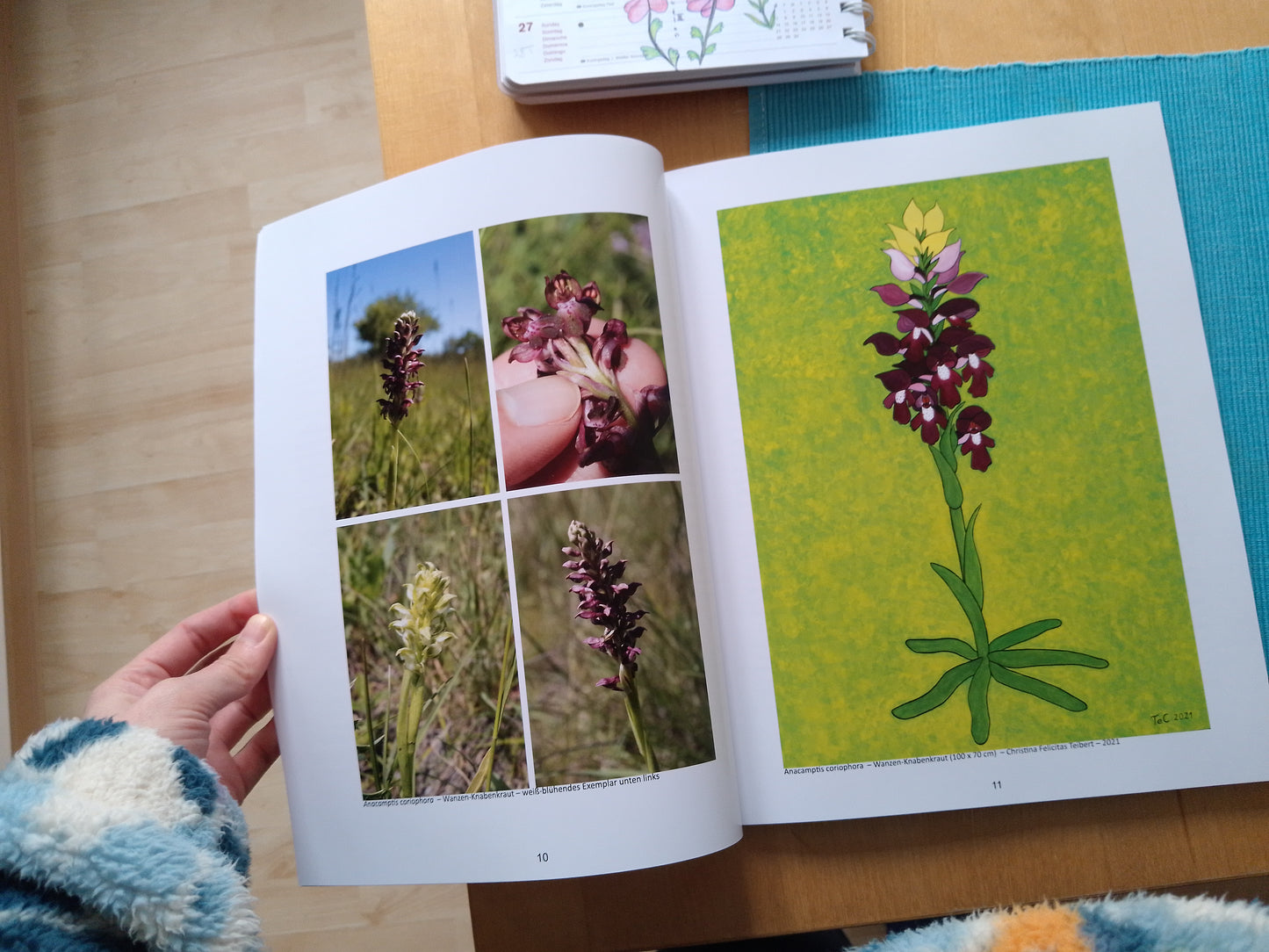 Ausstellungskatalog "Die Orchideen des Nationalparks Donau-Auen" Ein Naturschutz-Kunstprojekt von Christina Felicitas Teibert