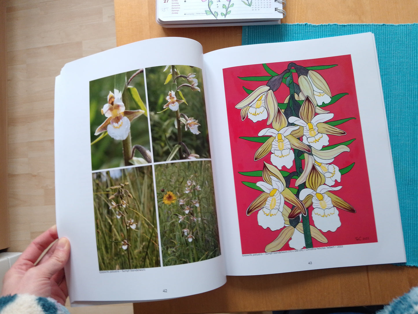 Ausstellungskatalog "Die Orchideen des Nationalparks Donau-Auen" Ein Naturschutz-Kunstprojekt von Christina Felicitas Teibert