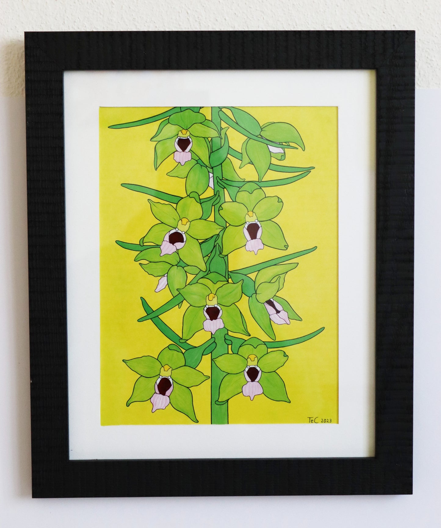 Epipactis muelleri - Müllers Stendelwurz - Edition Preprint Ausstellungskatalog