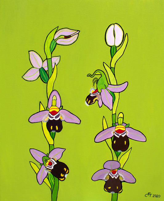 Ophrys apifera - Bienen-Ragwurz - 80 x 65 cm