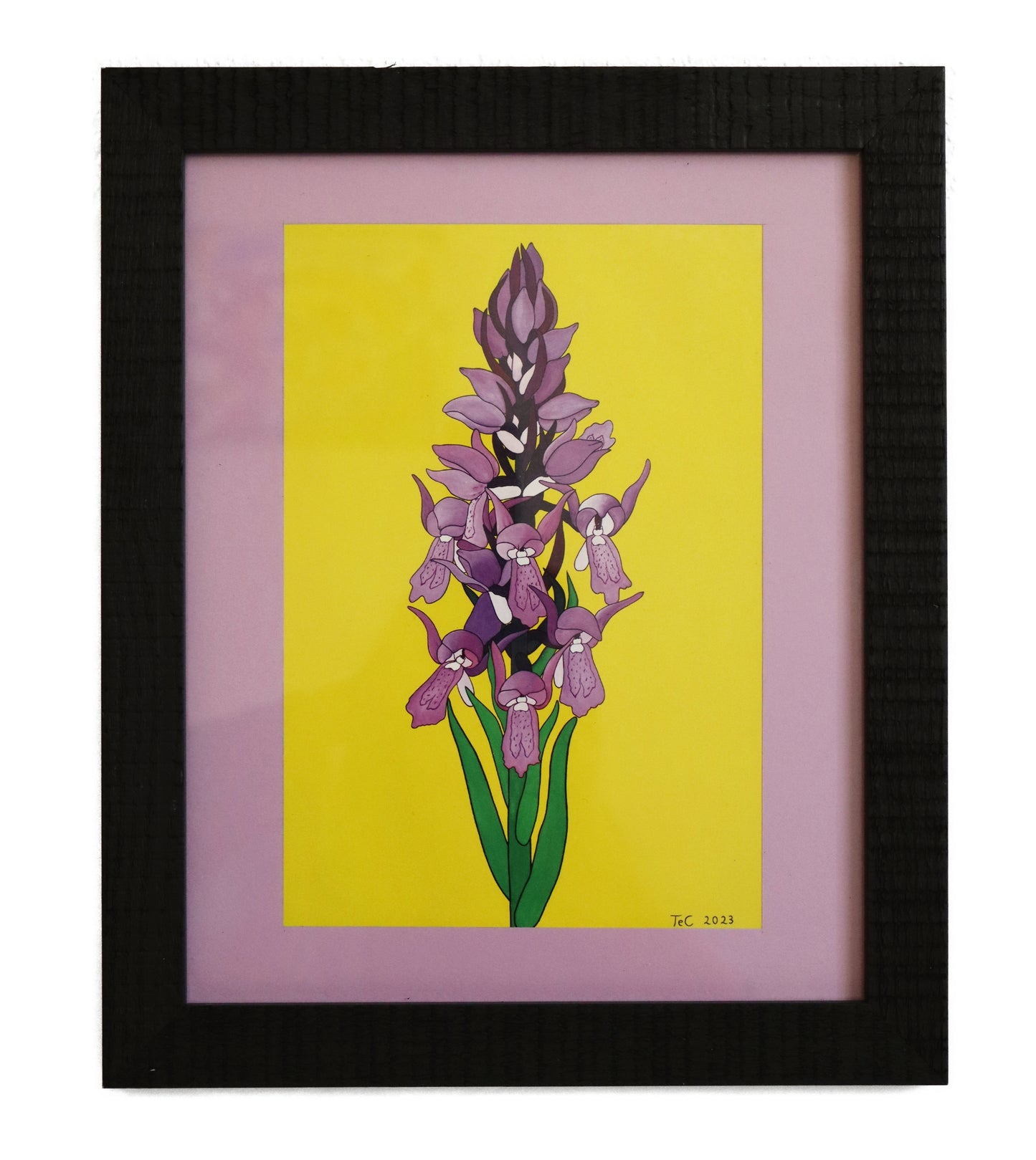 Dactylorhiza incarnata - Fleischfarbenes Knabenkraut Edition Preprint Ausstellungskatalog