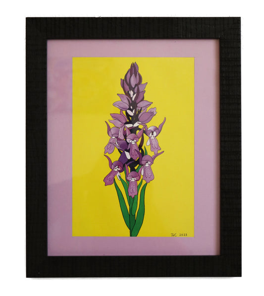 Dactylorhiza incarnata - Fleischfarbenes Knabenkraut Edition Preprint Ausstellungskatalog